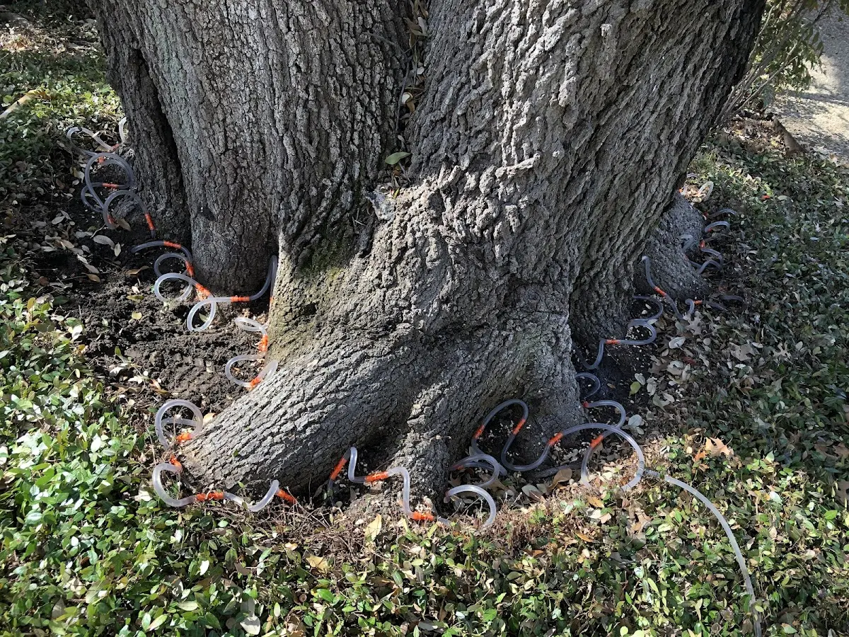 Detailed Tree Cabling and Bracing job site in Kensington