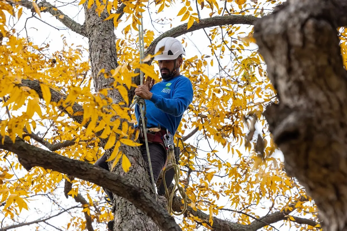 Skilled Tree Pruning crew working in Kensington